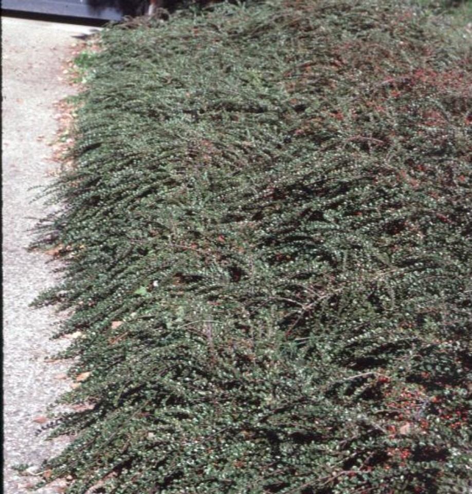 Online Plant Guide Cotoneaster apiculata / Cotoneaster